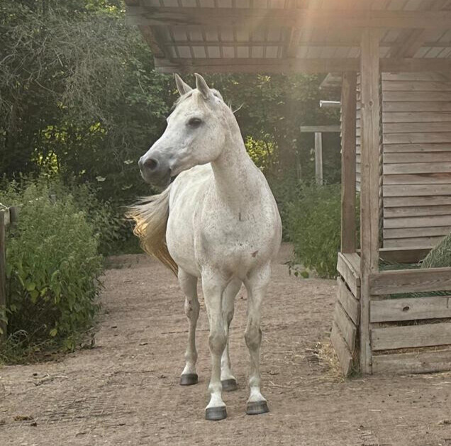 Wenn dir ein Pferd geschenkt wird, das sein Herz anderweitig vergeben hat...