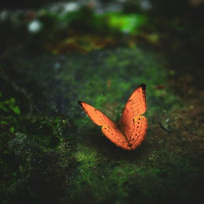 ein Schmetterling erwacht