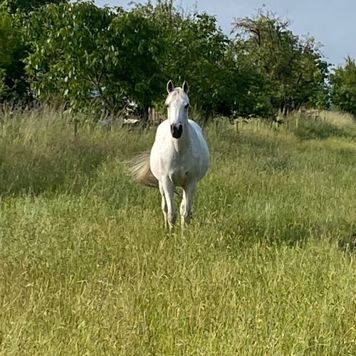 Mishi auf der Wiese